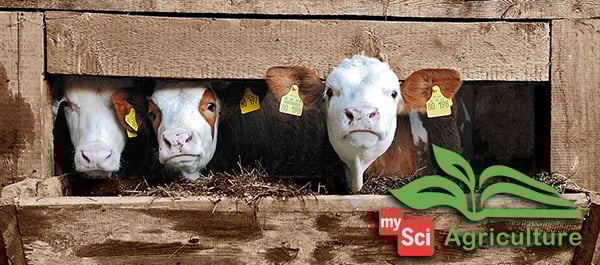 mySciAgCows1